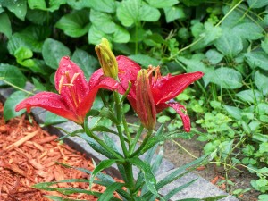 First Asiatic Lily Bloom