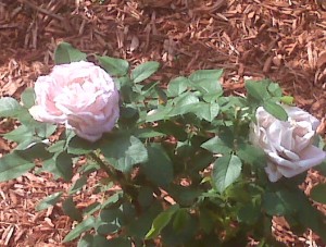 Light Pink roses